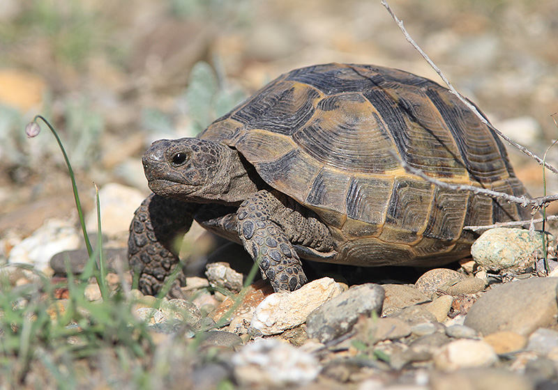 Żółw stepowy fot. Giorgi Darchiashvili Żółw stepowy fot. Giorgi Darchiashvili