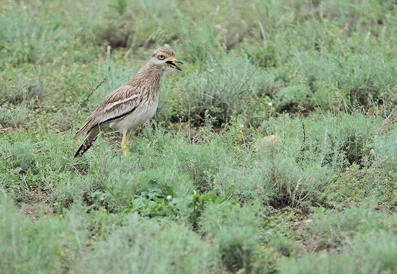 Kulon fot. Giorgi Darchiashvili Kulon fot. Giorgi Darchiashvili