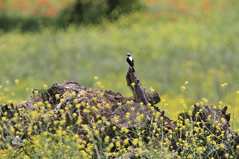 Białorzytka pstra fot. Giorgi Darchiashvili Białorzytka pstra fot. Giorgi Darchiashvili