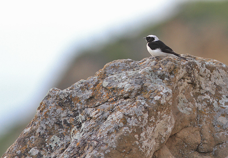 fot. Giorgi Darchiashvili fot. Giorgi Darchiashvili