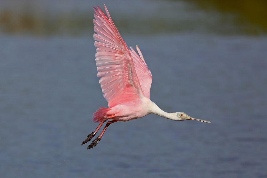 Warzęcha różowa (fot. Waldemar Reczydło) Warzęcha różowa (fot. Waldemar Reczydło)