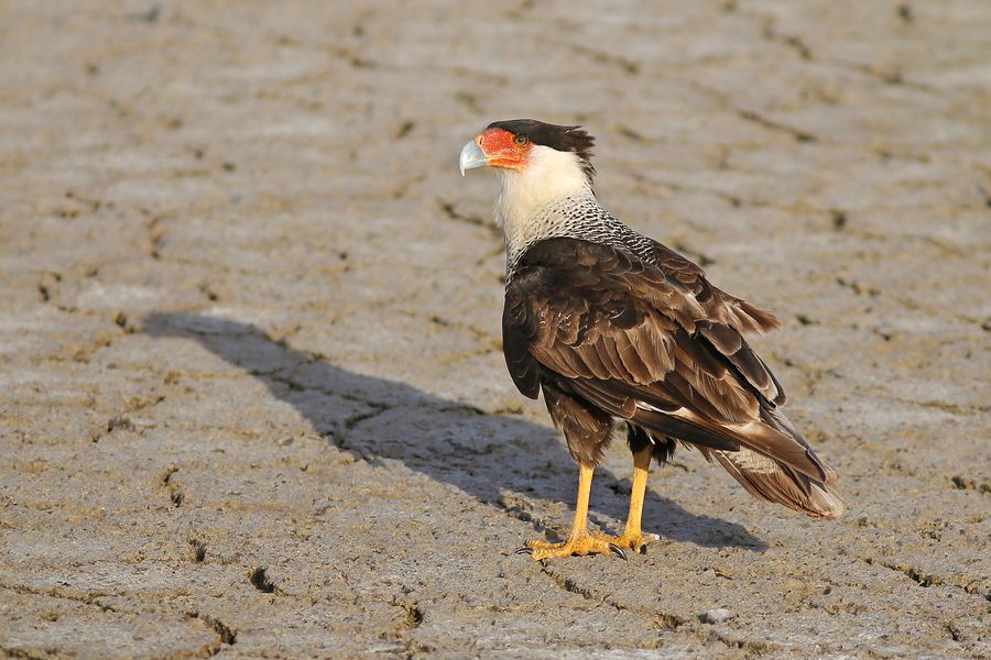 Karakara (fot. Waldemar Reczydło) Karakara (fot. Waldemar Reczydło)
