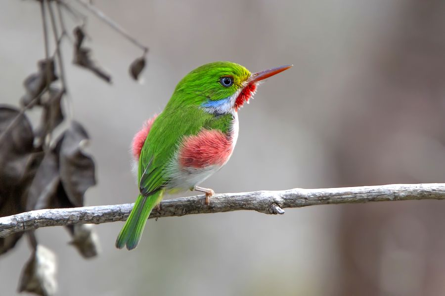 Płaskodziobek kubański (fot. Waldemar Reczydło) Płaskodziobek kubański (fot. Waldemar Reczydło)