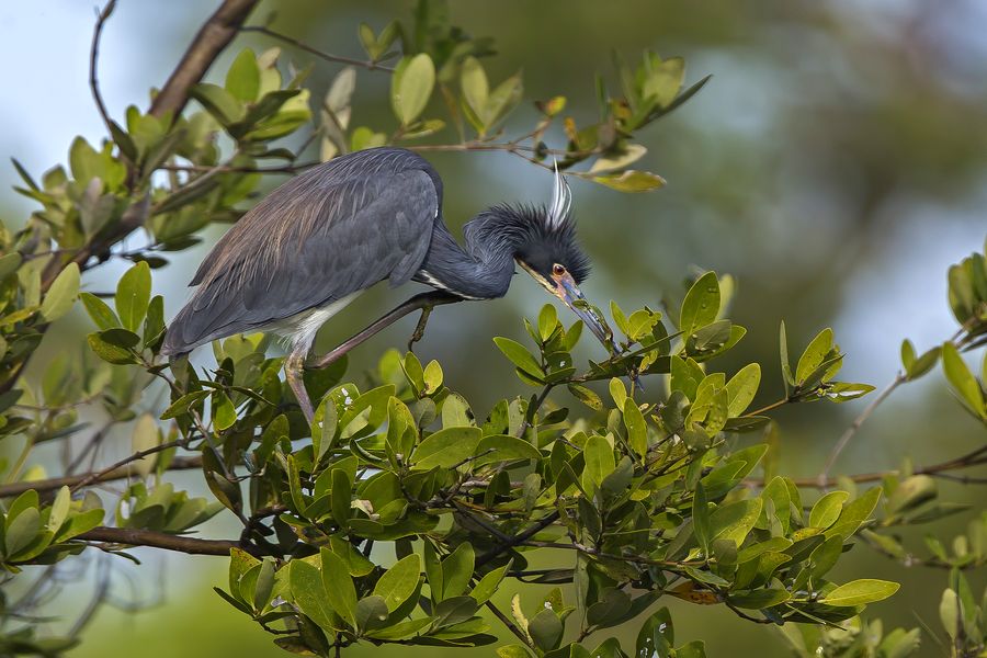Czapla trójbarwna (fot. Waldemar Reczydło) Czapla trójbarwna (fot. Waldemar Reczydło)