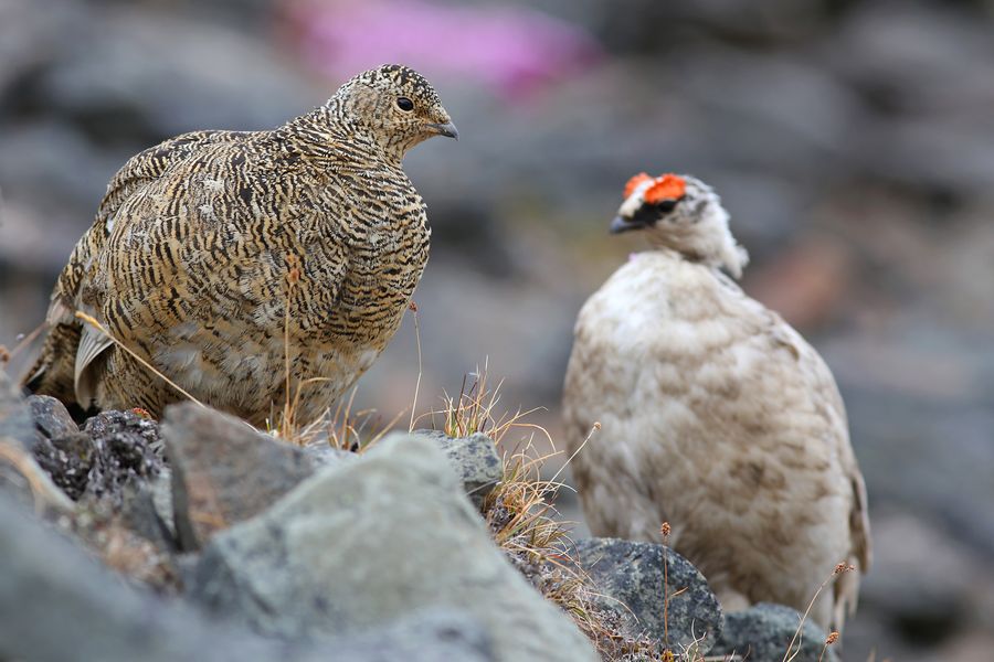 fot. Michał Kucharski