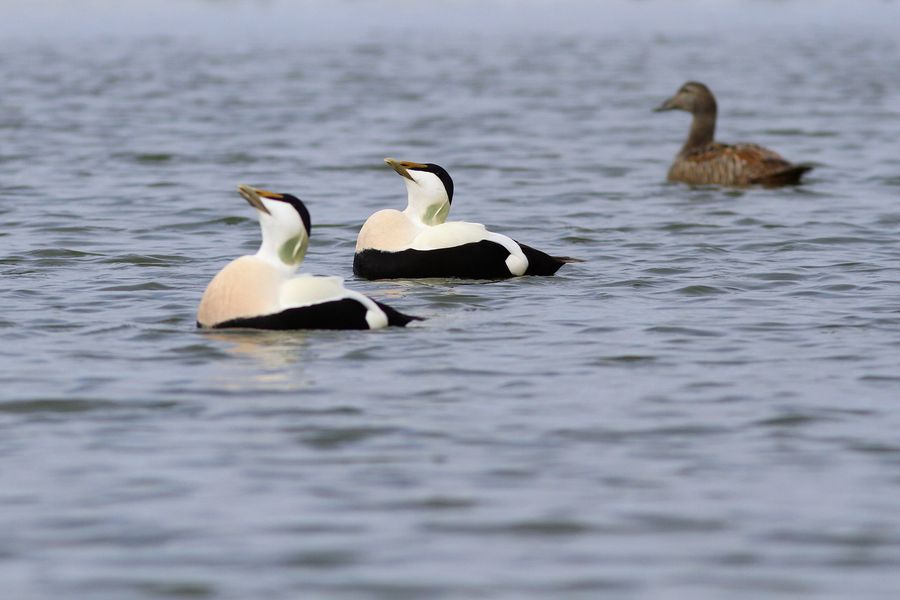 fot. Michał Kucharski