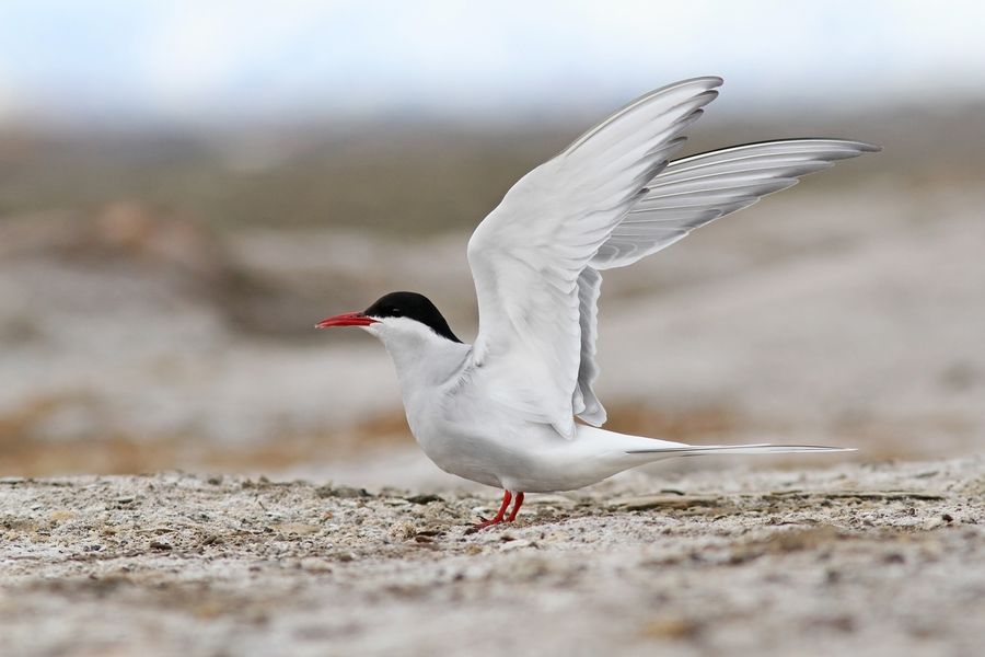fot. Michał Kucharski