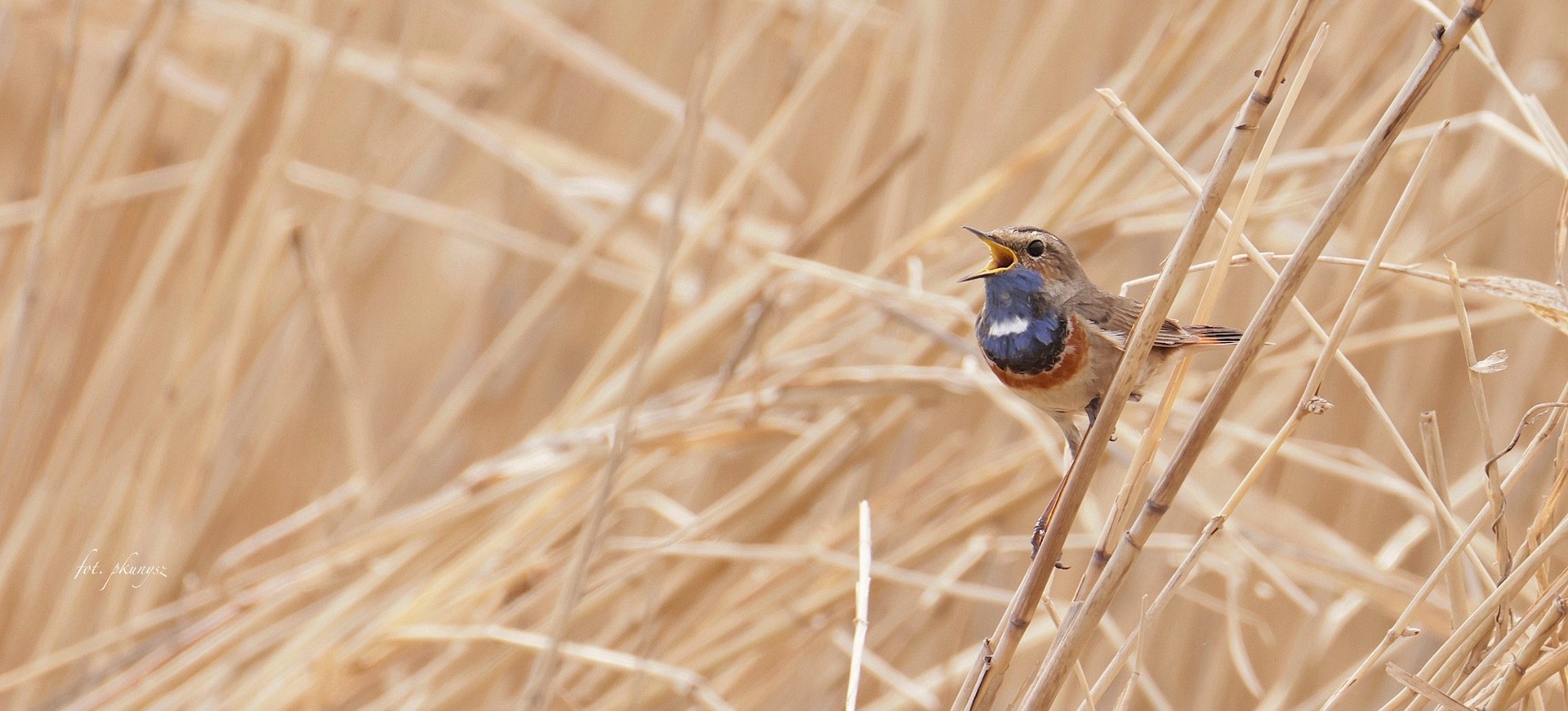 Ptaki - polska ściana wschodnia