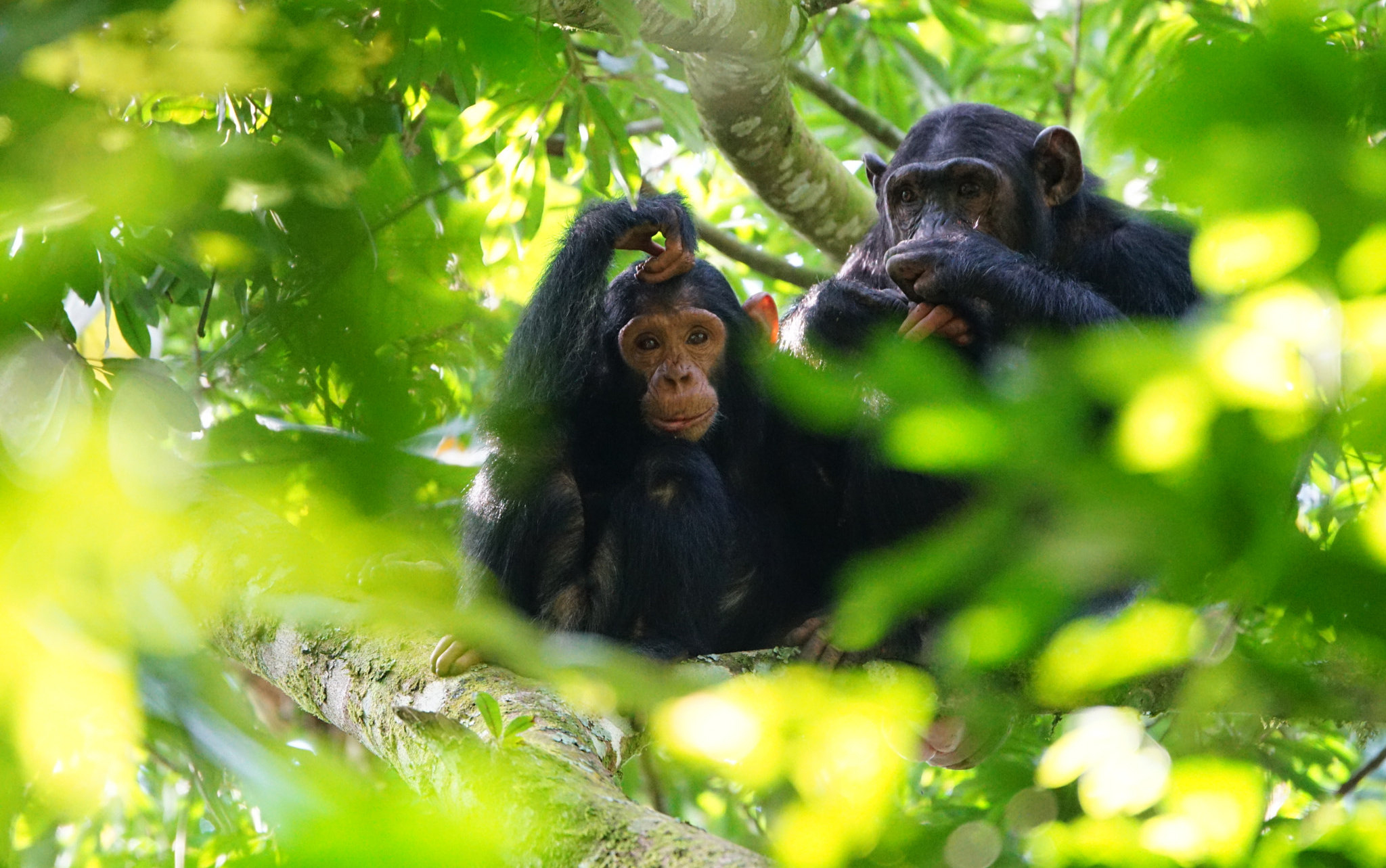 Uganda i Rwanda - w królestwie zwierząt