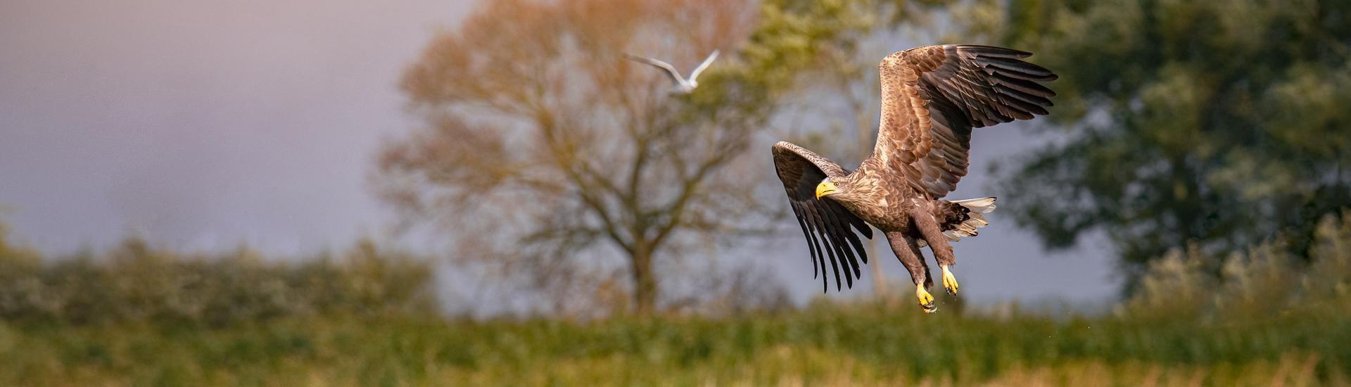 Polując z bielikami, rycząc z jeleniami