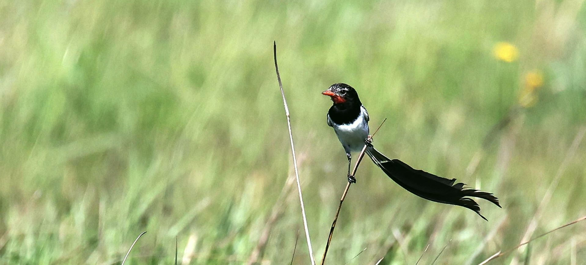 Paragwaj - kraina modroary, toko, figlarza...