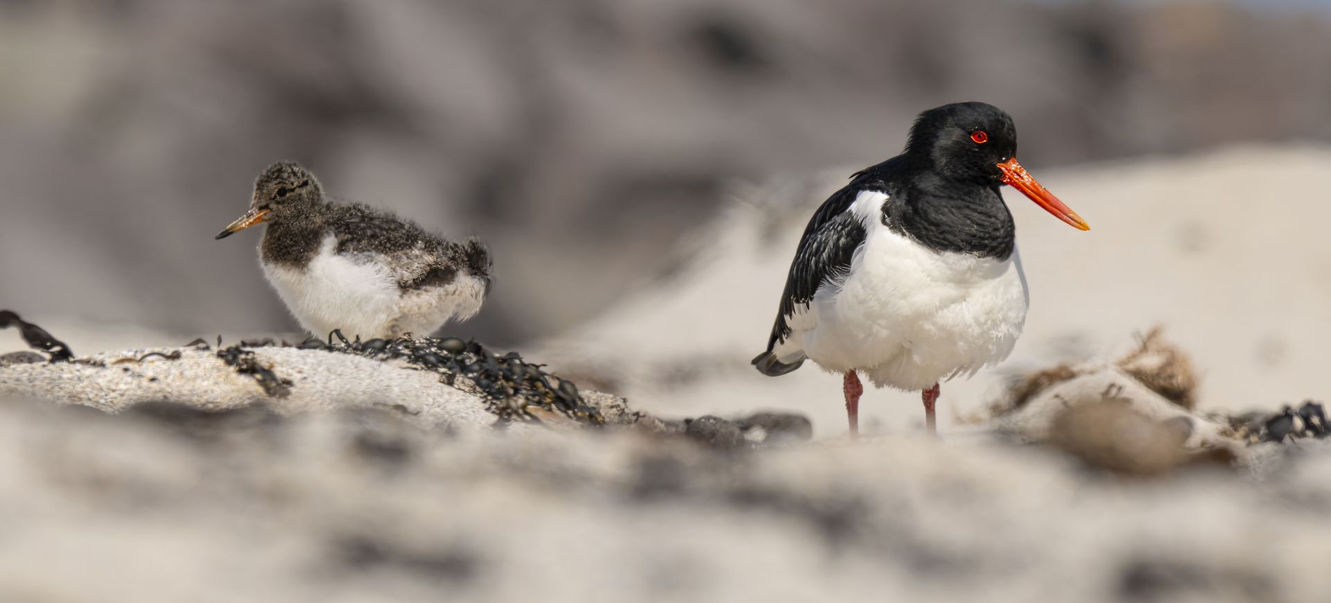 Wyspy Owcze - fotowyprawa na ptaki