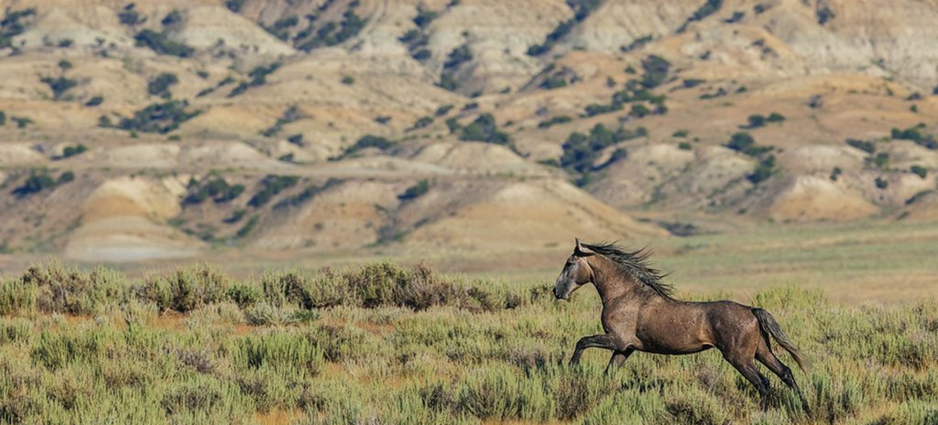 Dzikość w Kolorado – mustangi, bizony i kozły śnieżne