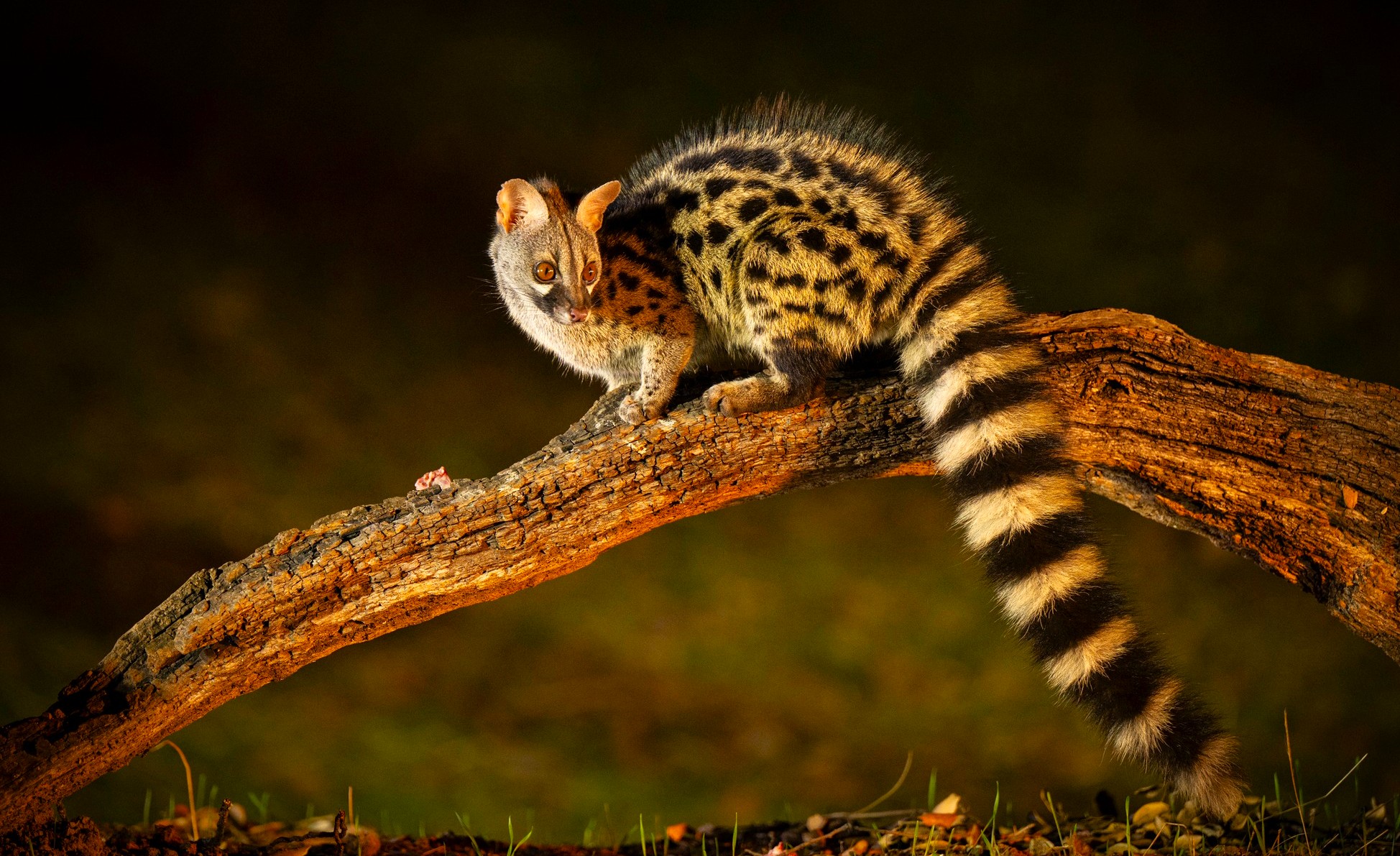 Między skrzydłami dnia a pazurami nocy – fotograficzna Andaluzja