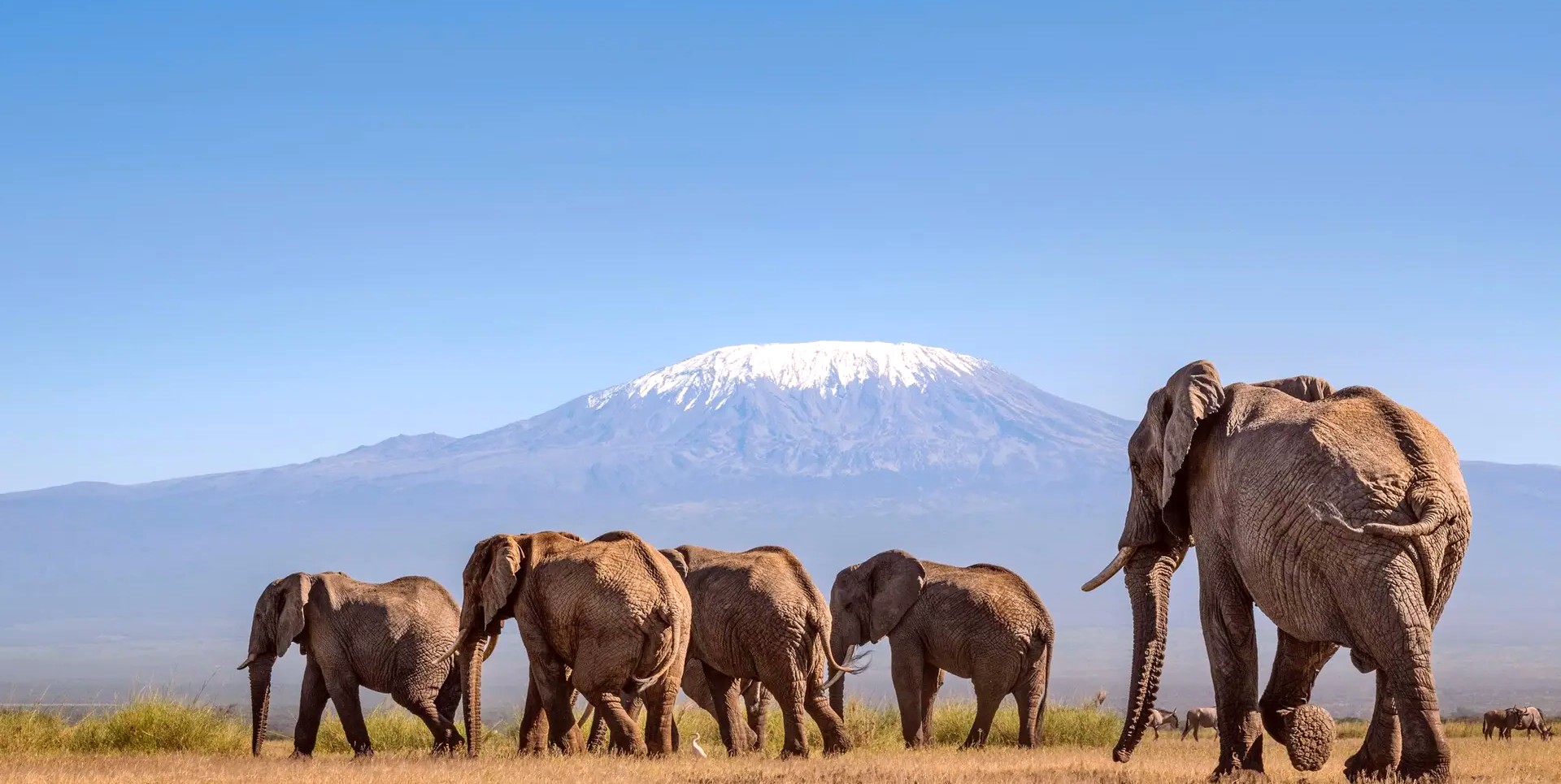 Tanzania - komfortowe safari