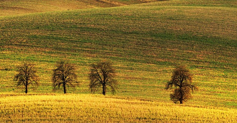 Pola jak dywany – fotoweekend na Morawach