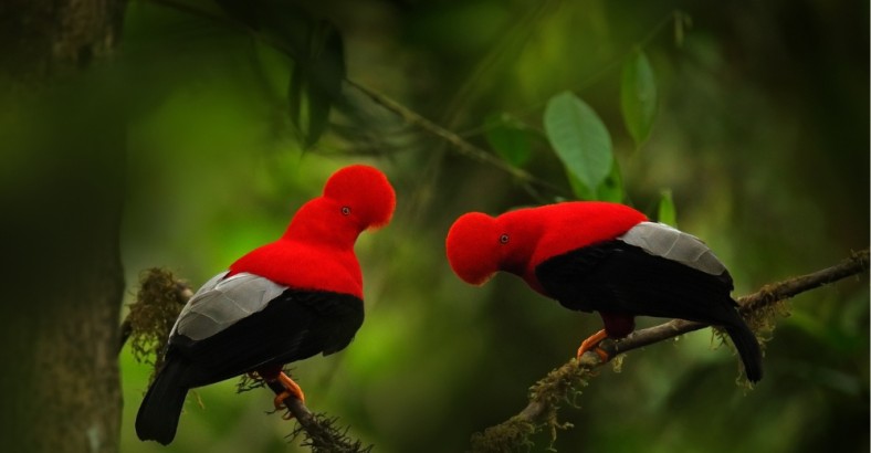 Dzikie Peru – na tropie skalikurka