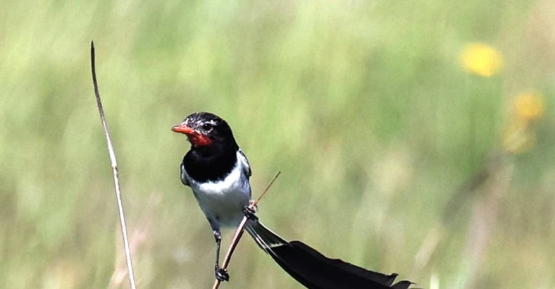 Paragwaj - kraina modroary, toko, figlarza...