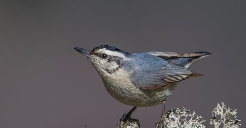Korsyka - w poszukiwaniu kowalika