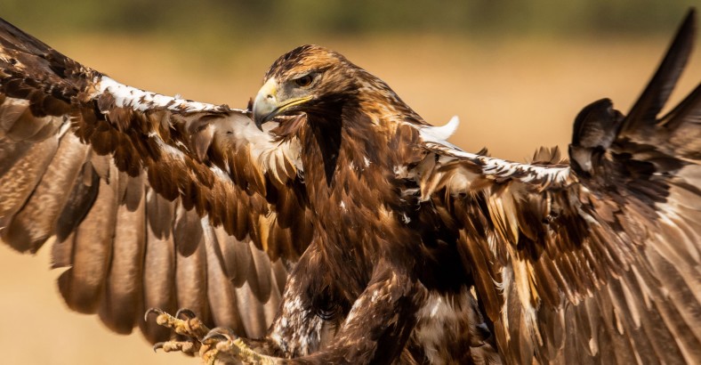Hiszpańska dzikość serca