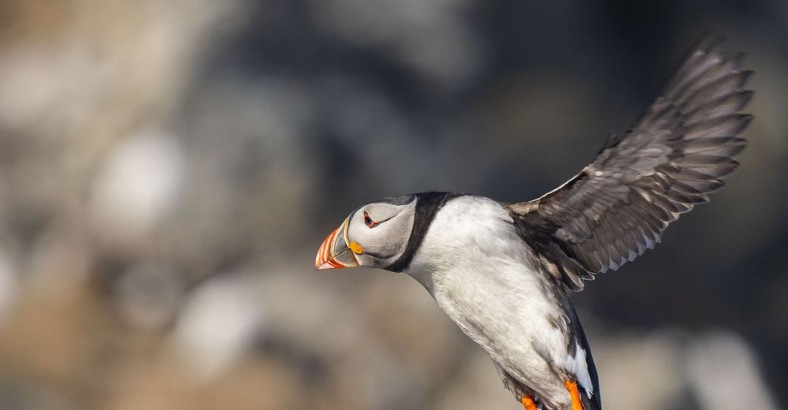 Wyspy Owcze - fotowyprawa na ptaki