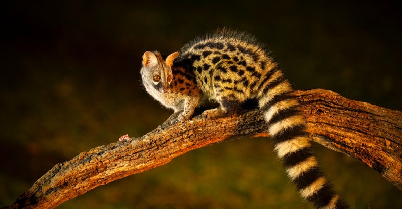 Między skrzydłami dnia a pazurami nocy – fotograficzna Andaluzja