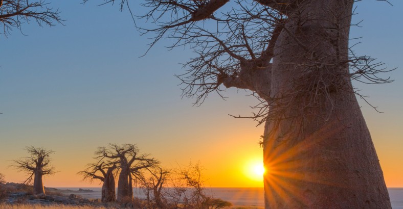 Botswana - komfortowe safari