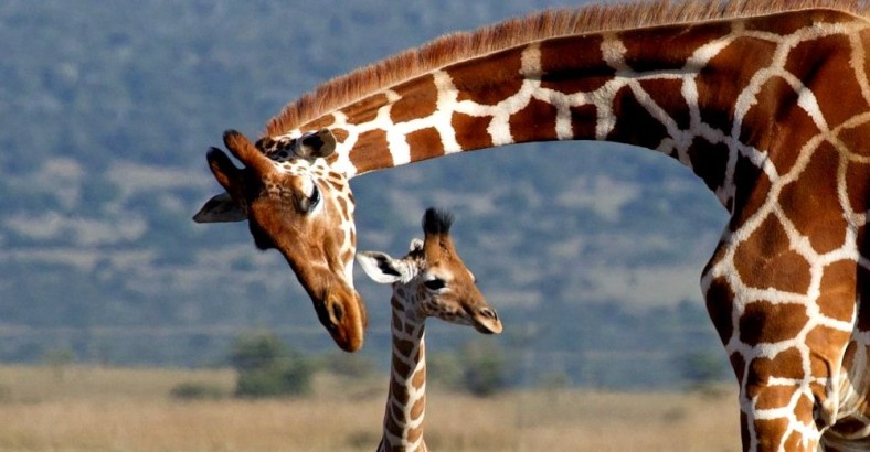 Kenia - komfortowe safari