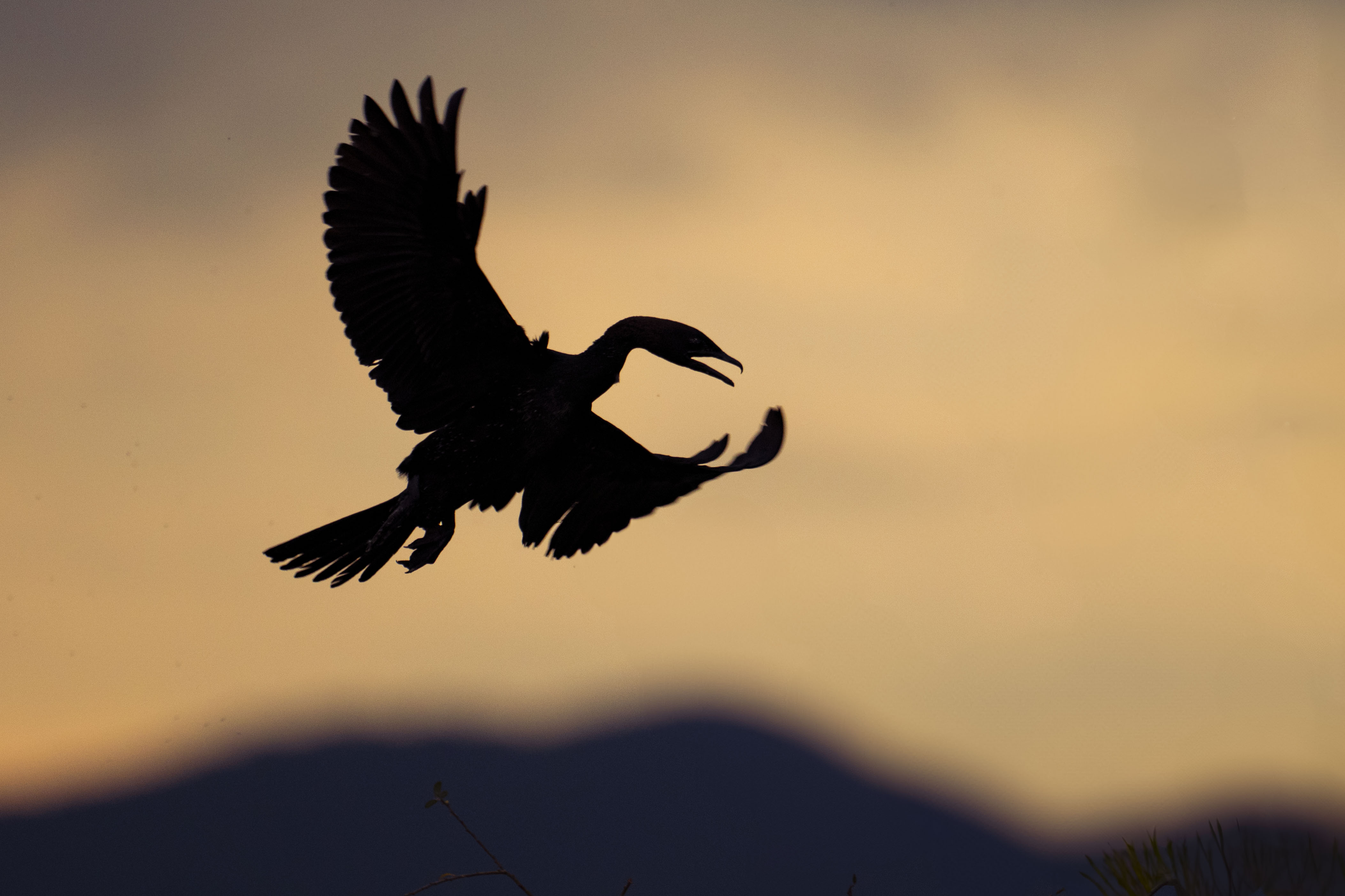 Ptaki Bałkan&oacute;w Fot. Paweł Czapczyk