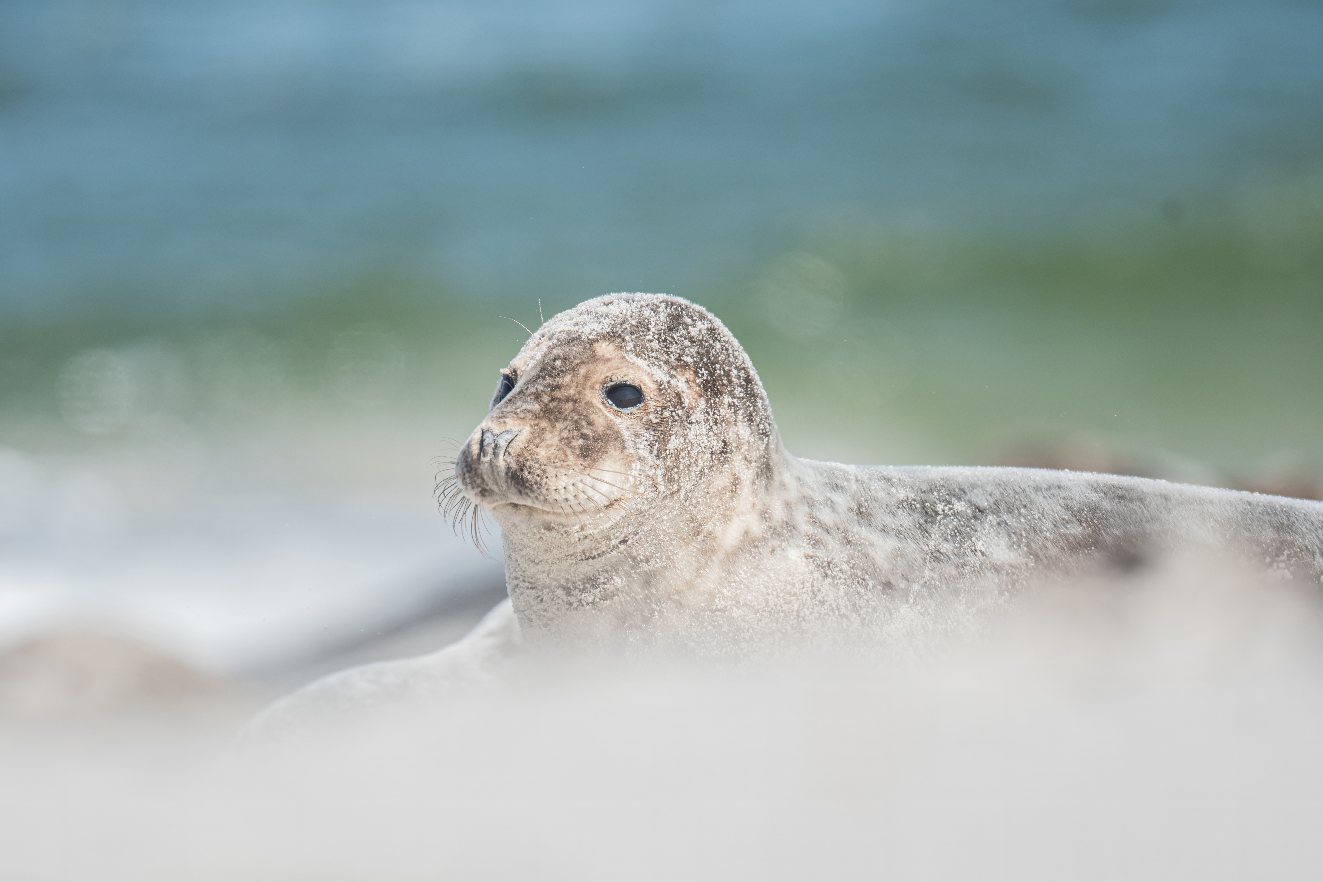 Foka pospolita, Dune Niemcy