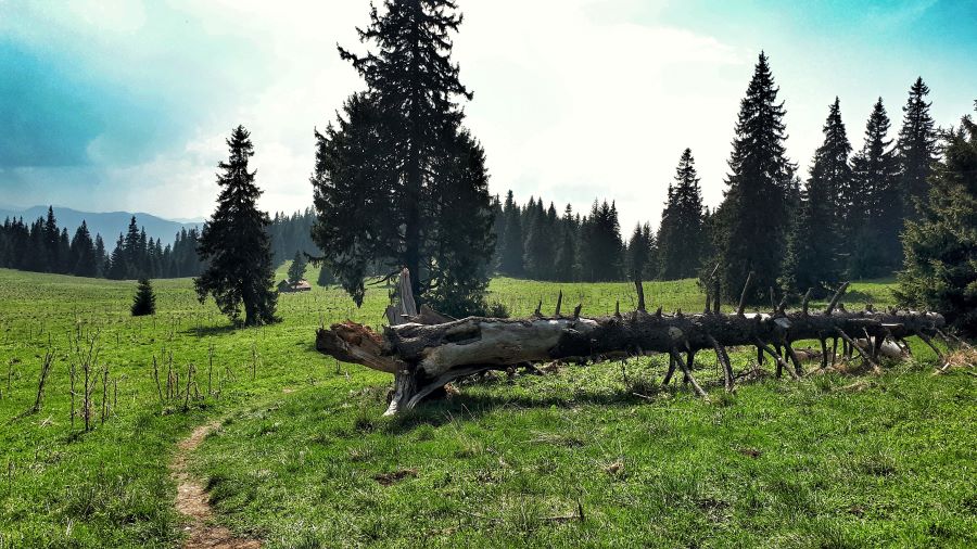 g&oacute;ra wysoka pieniny