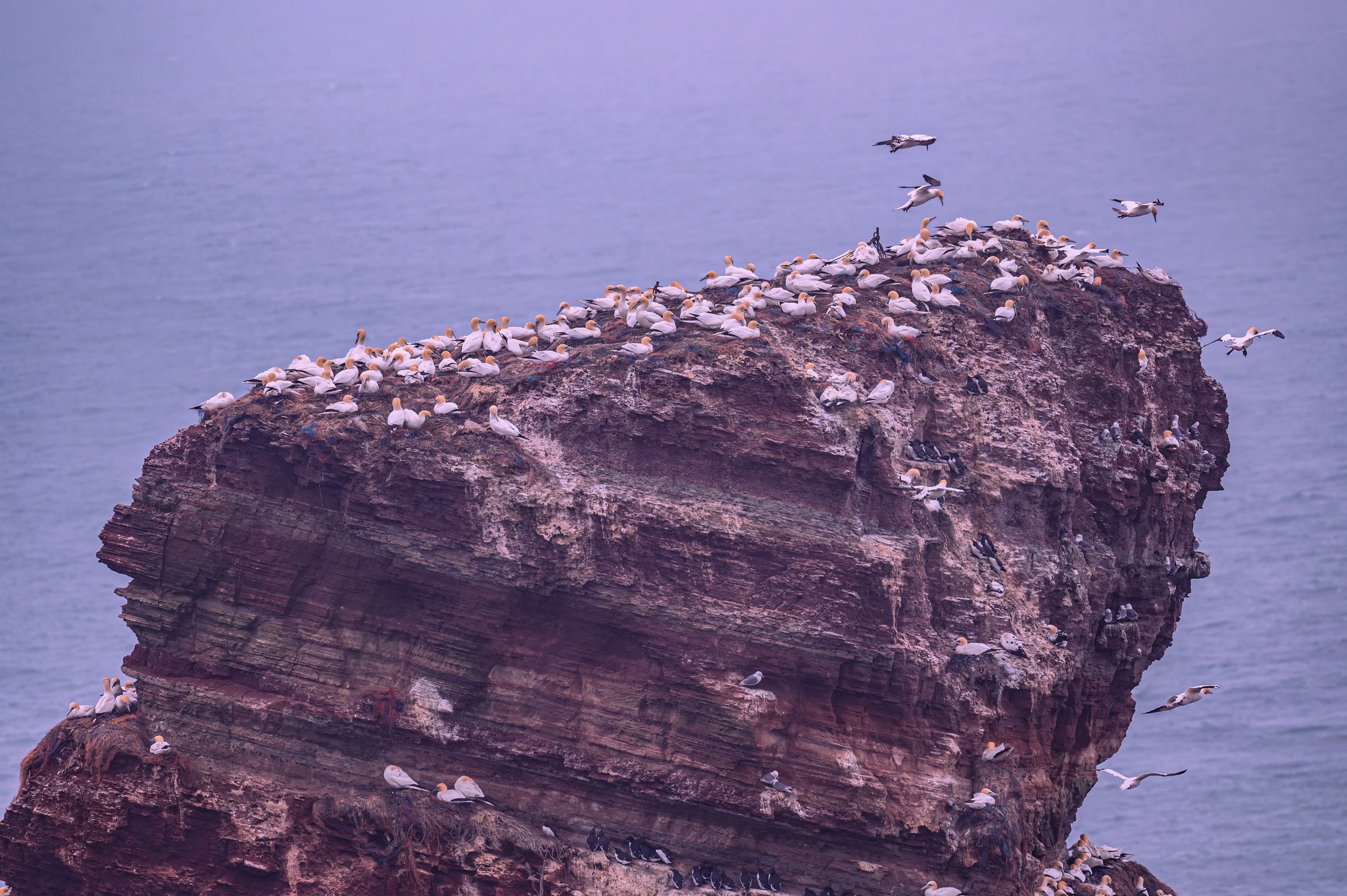 Klify i ptaki Helgoland & Dune