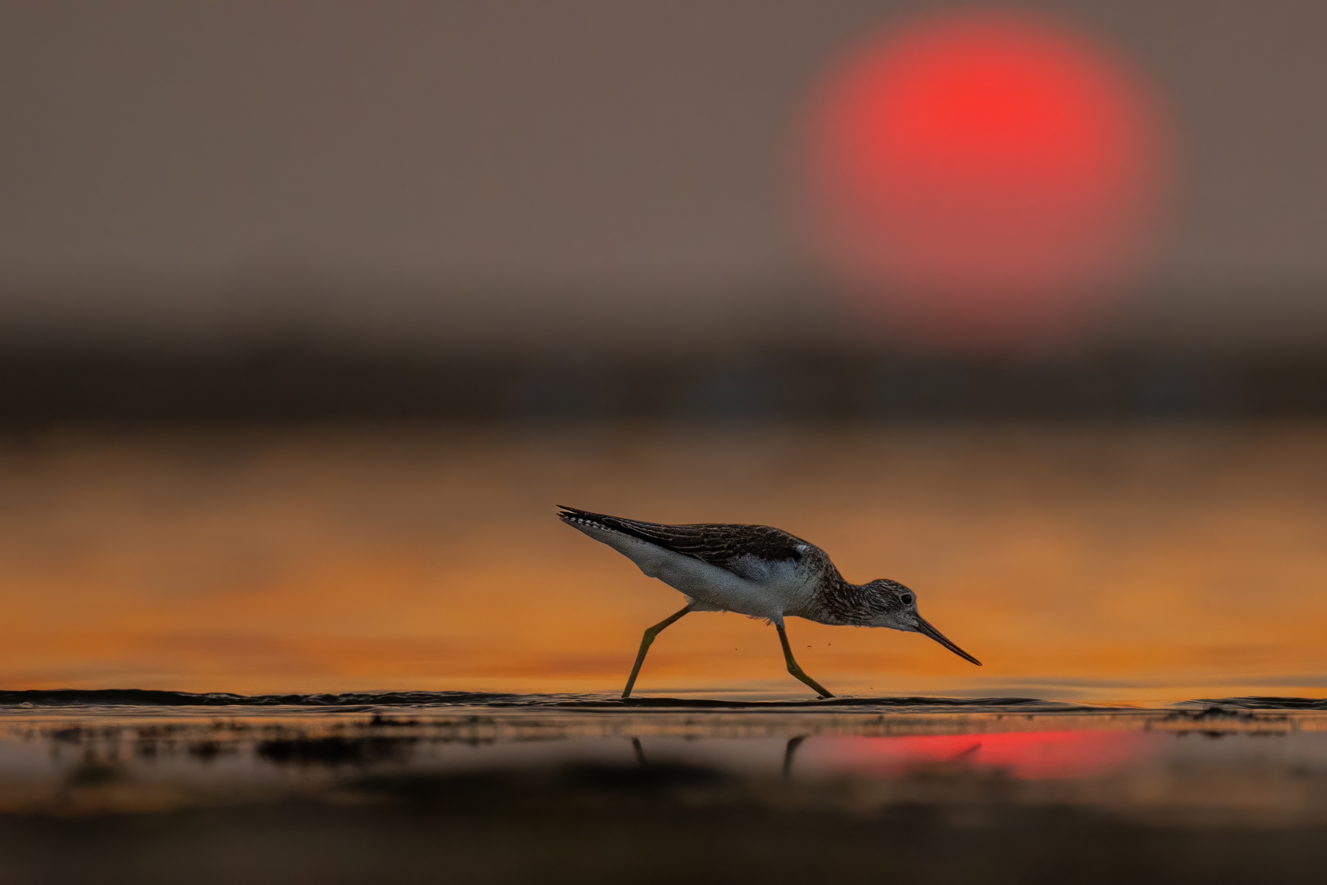 Kwokacz = Fot. Paweł Czapczyk