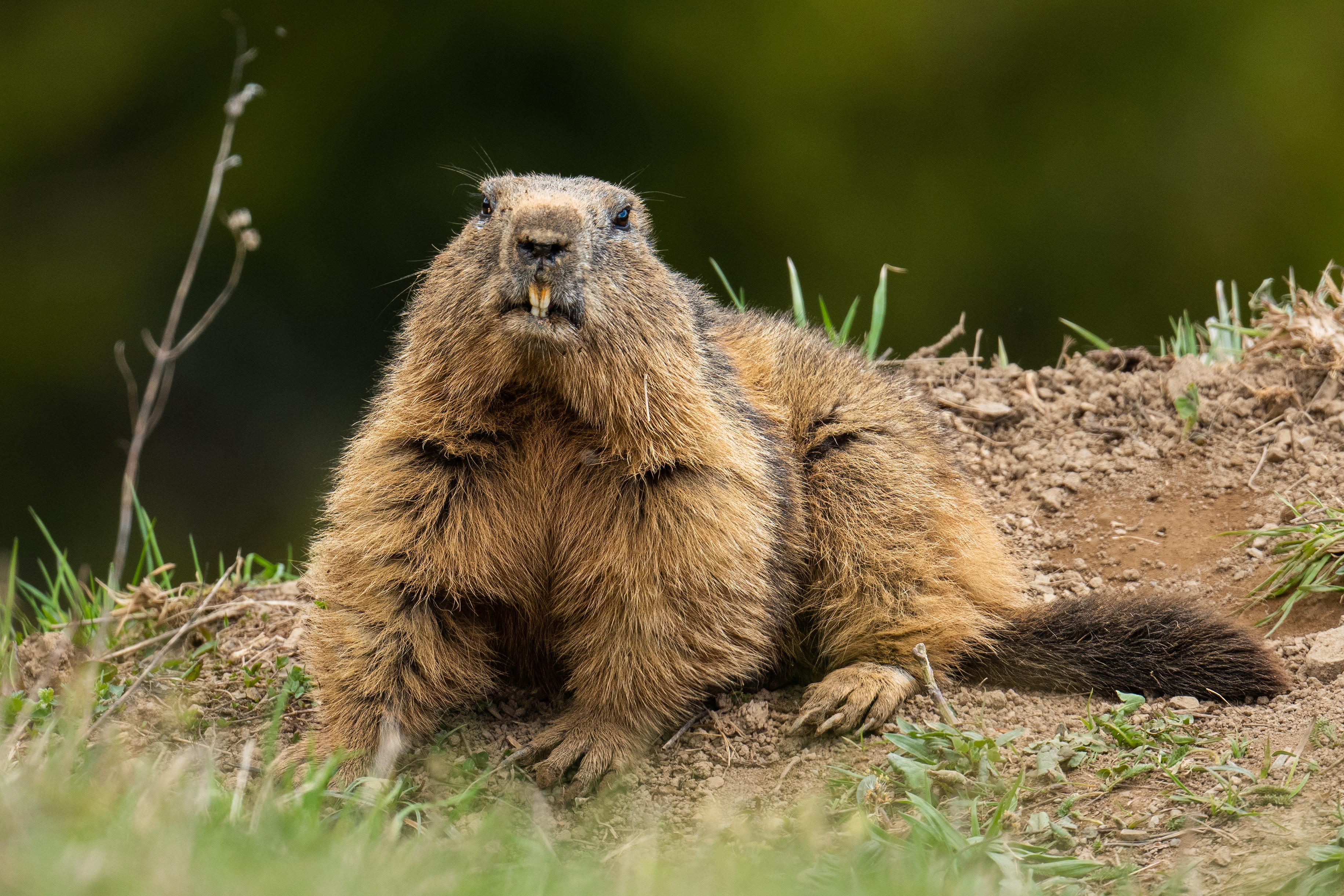 Świstak w Alpach Francuskich